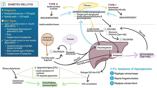 The Connection Between Thyroid Deficiency and Insulin Resistance