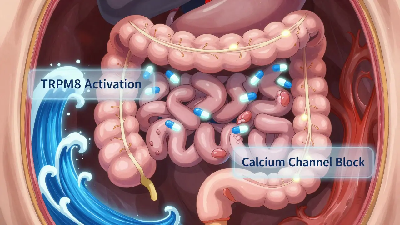 Cross-section of the intestines showing menthol molecules calming muscle spasms and reducing pain signals.